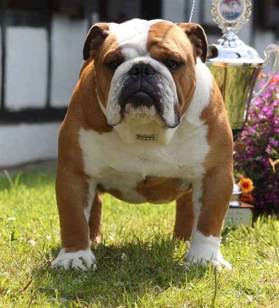 Canadian Kennel Club Club Canin Canadien